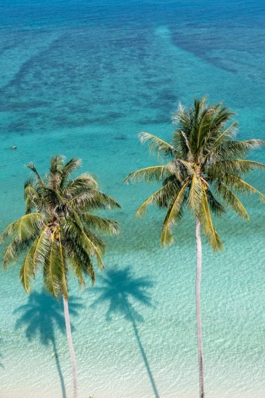 Dos palmeras altas sobre aguas turquesa y una superficie marina tranquila.